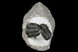 Two Detailed Gerastos Trilobite Fossils - Morocco #173779-1